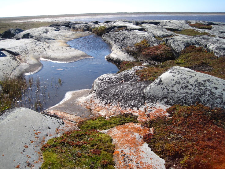 the water is running through some rocks by the shore with moss growing on them and grass in the foreground