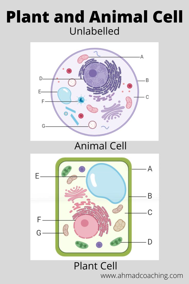 plant and animal cells labeled in the diagram below are pictures of plants, animals, and cells