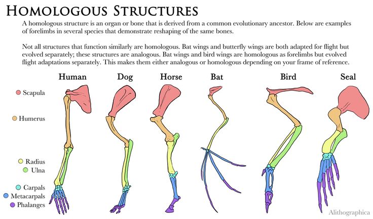 an image of the human body's skeletal structures and their corresponding functions, including bones