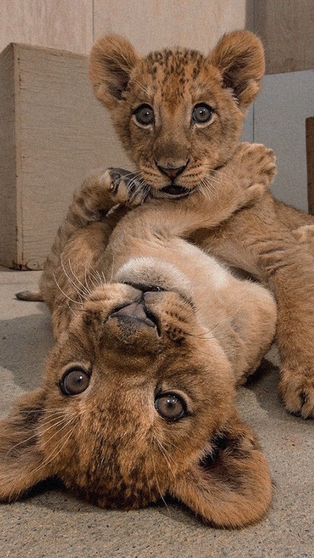 two baby lions playing with each other on the ground