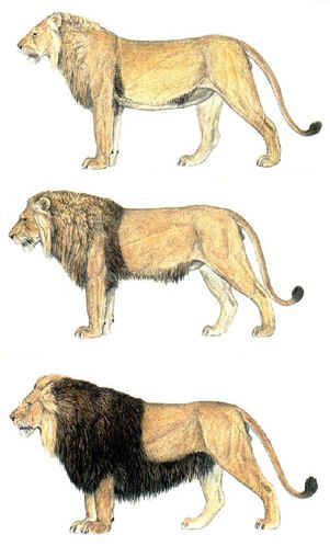 three different types of lions standing next to each other