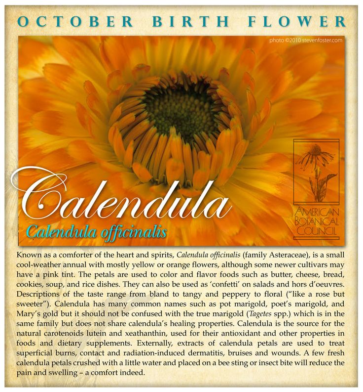 an orange flower with the words calendula written in it's upper right corner