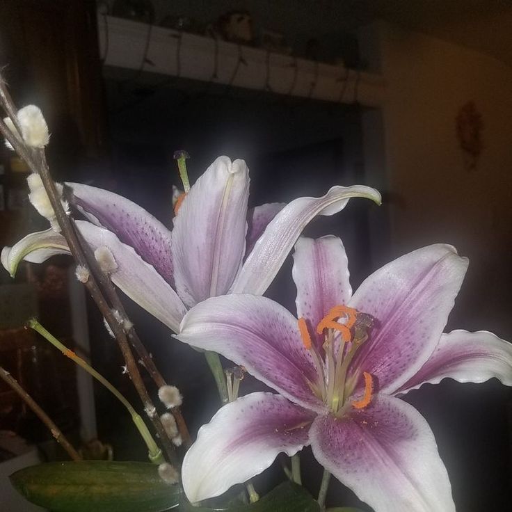 two purple and white flowers in a vase