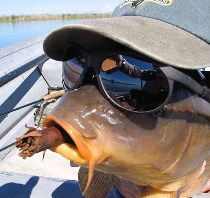 a fish with sunglasses on it's face is being held up to the camera