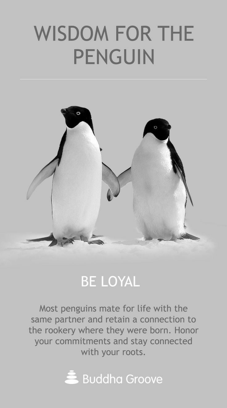 two penguins standing next to each other with the caption,'be loyal '