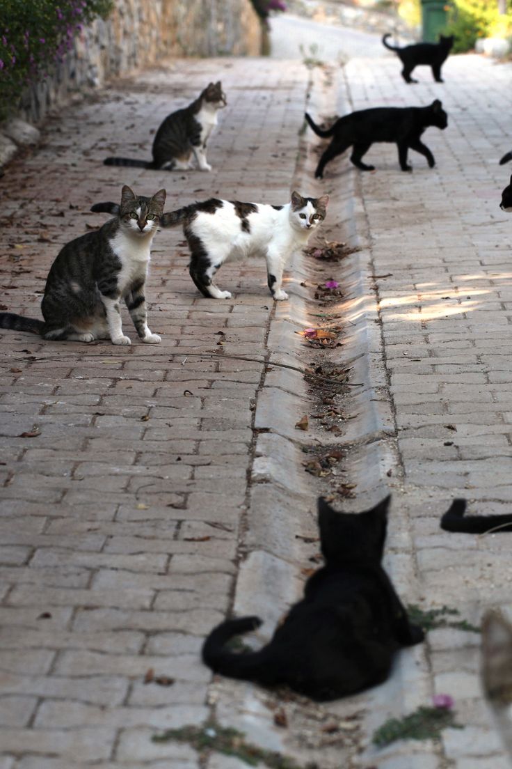 a group of cats sitting on the side of a brick road next to each other