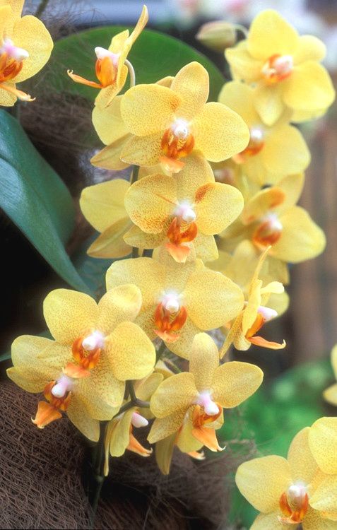 yellow orchids are blooming in the garden