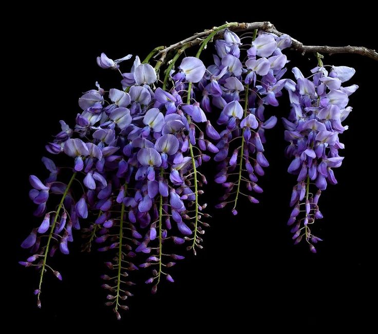 purple flowers are hanging from a branch in front of a black background, with the stems still attached