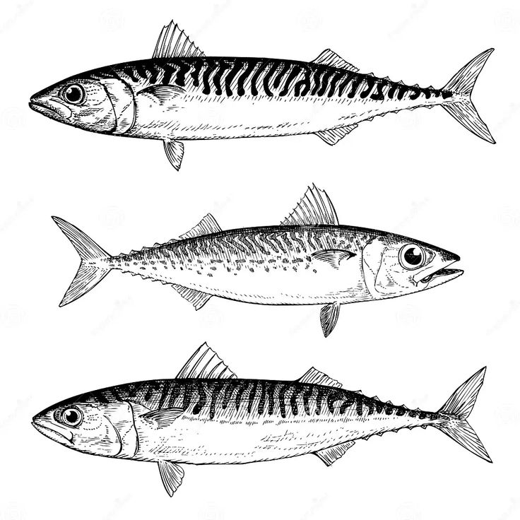 three fish are shown in this black and white drawing, each with different stripes on it