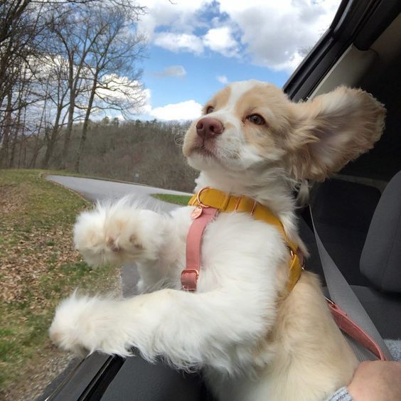 a small white dog sitting in the passenger seat of a car with its paw hanging out the window