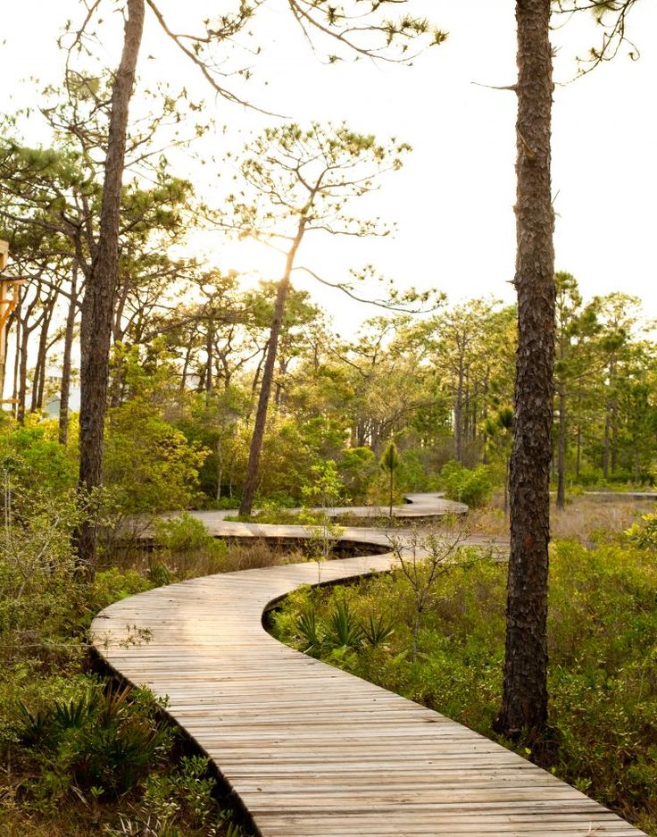 a wooden walkway in the middle of a forest