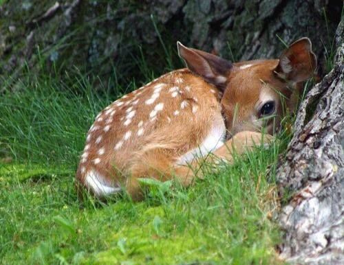 a small deer laying in the grass next to a tree