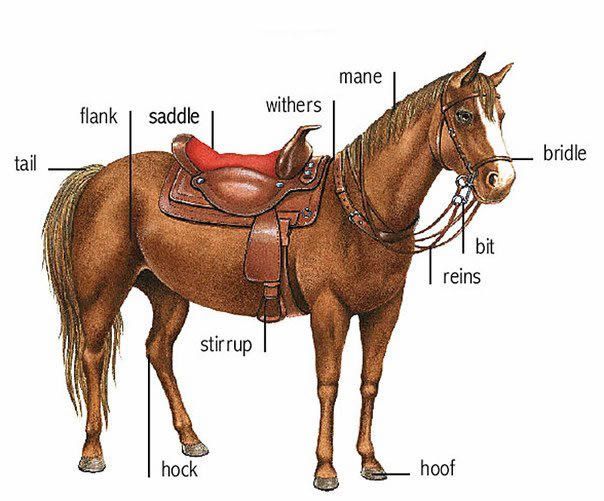 the parts of a horse are shown in this diagram, including saddles and bridles