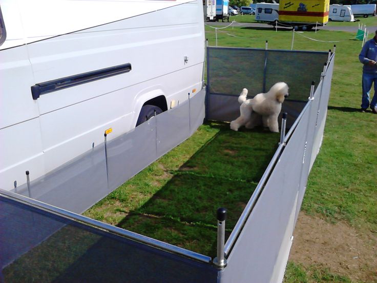 a small white dog standing in the back of a truck on top of green grass