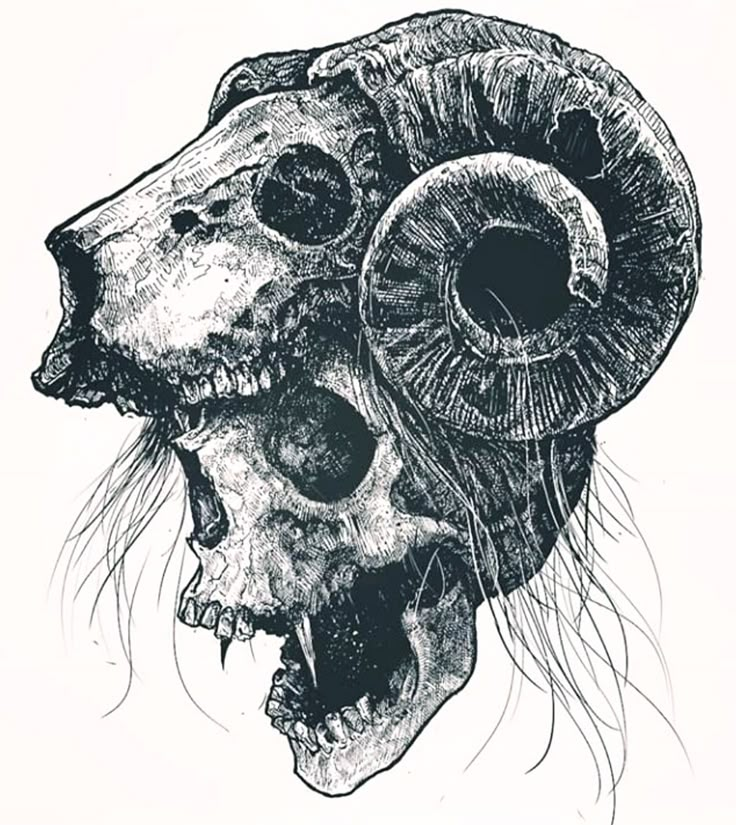 an animal skull with two rams on it's head