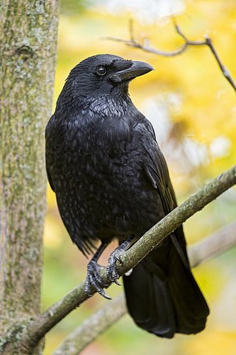 a black bird sitting on top of a tree branch next to a leaf filled tree