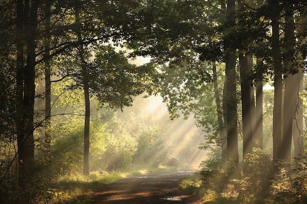 sunlight shining through the trees onto a dirt road in a wooded area with sunbeams