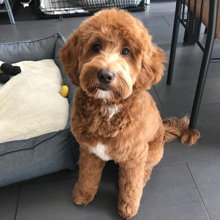 a brown dog sitting on top of a floor next to a pillow