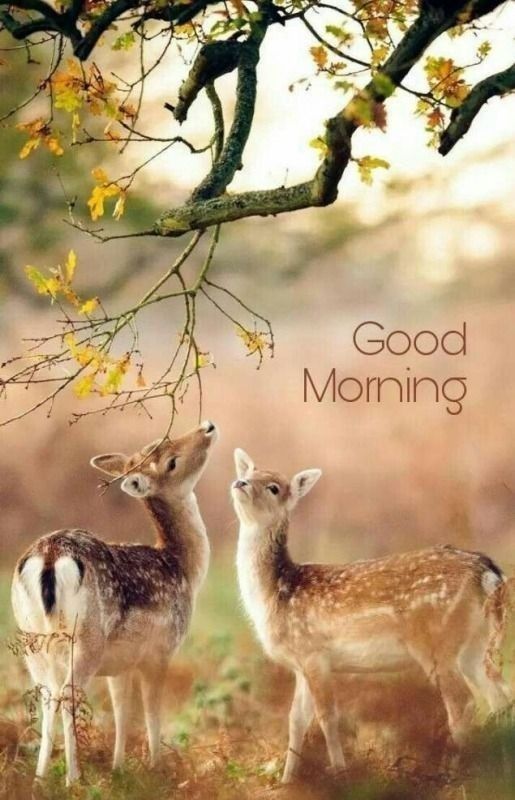 two deer standing next to each other under a tree with the words good morning on it