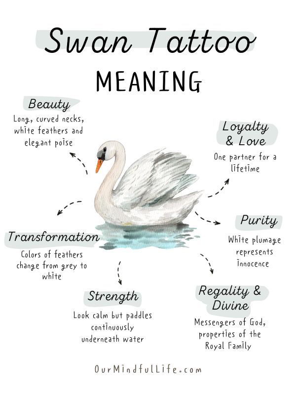 the swan tattoo meaning is shown in black and white, with words describing its meanings