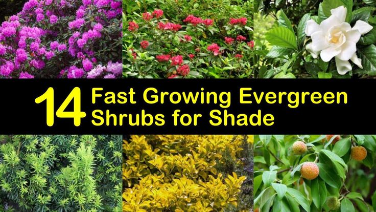 four different types of plants with the words fast growing evergreen shrubs for shade