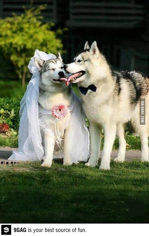 two husky dogs standing next to each other in the grass