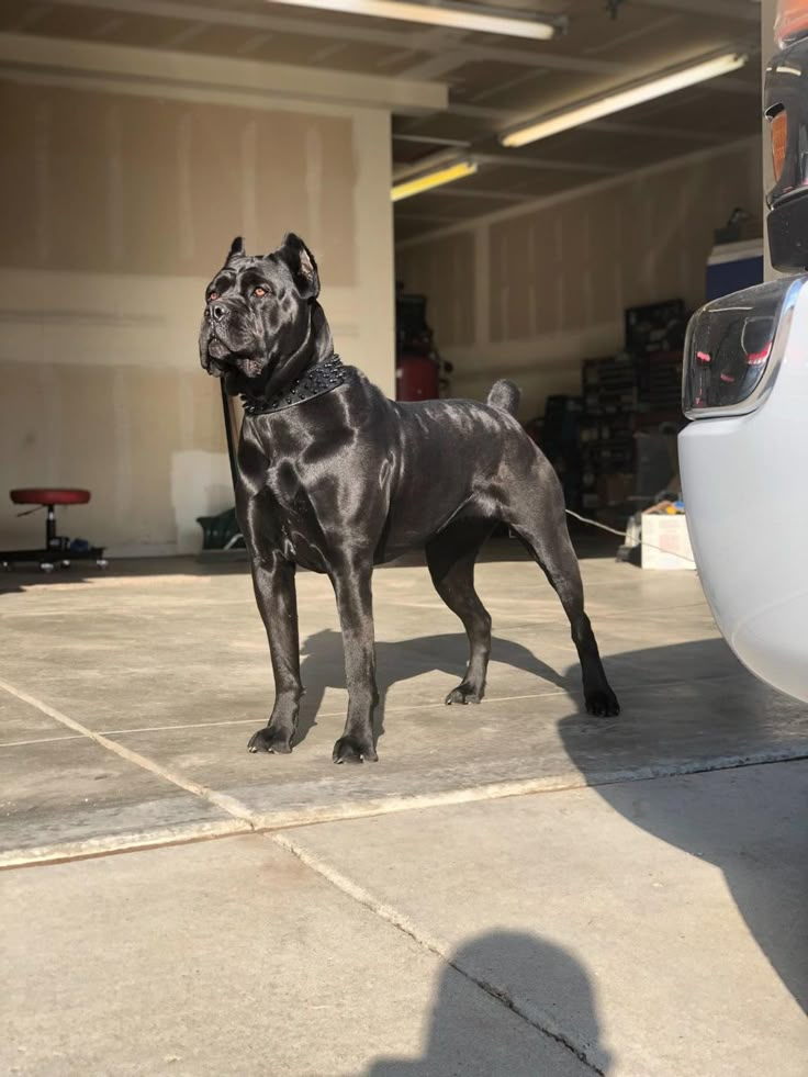 a large black dog standing next to a white car in a parking garage with it's front end facing the camera