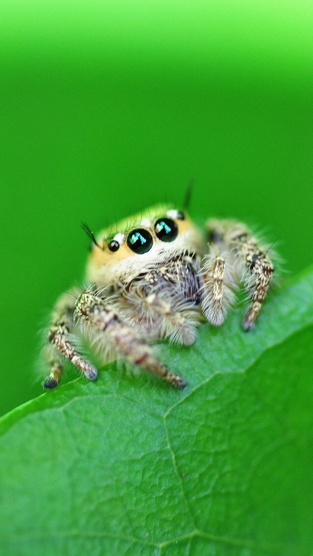 a close up of a spider on a leaf with eyes wide open and looking at the camera