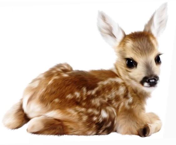 a baby deer is laying down on the ground with its eyes wide open and it's head turned to the side