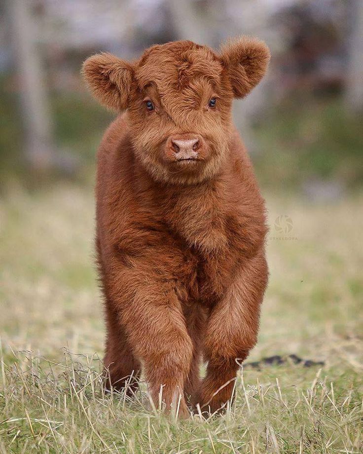 a small brown cow standing on top of a grass covered field