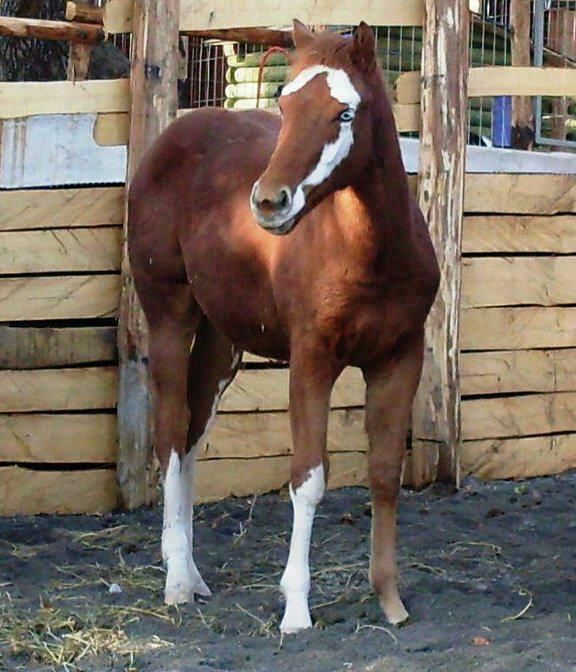 a brown and white horse standing in front of a wooden fence with hay on the ground