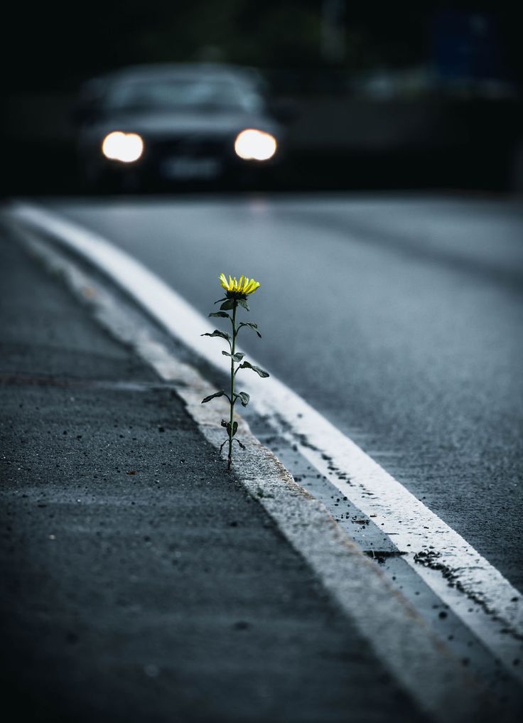 a single yellow flower sitting on the side of a road next to a white line