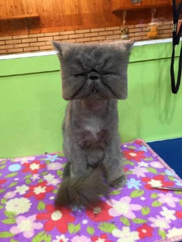 a gray cat sitting on top of a table next to a leash