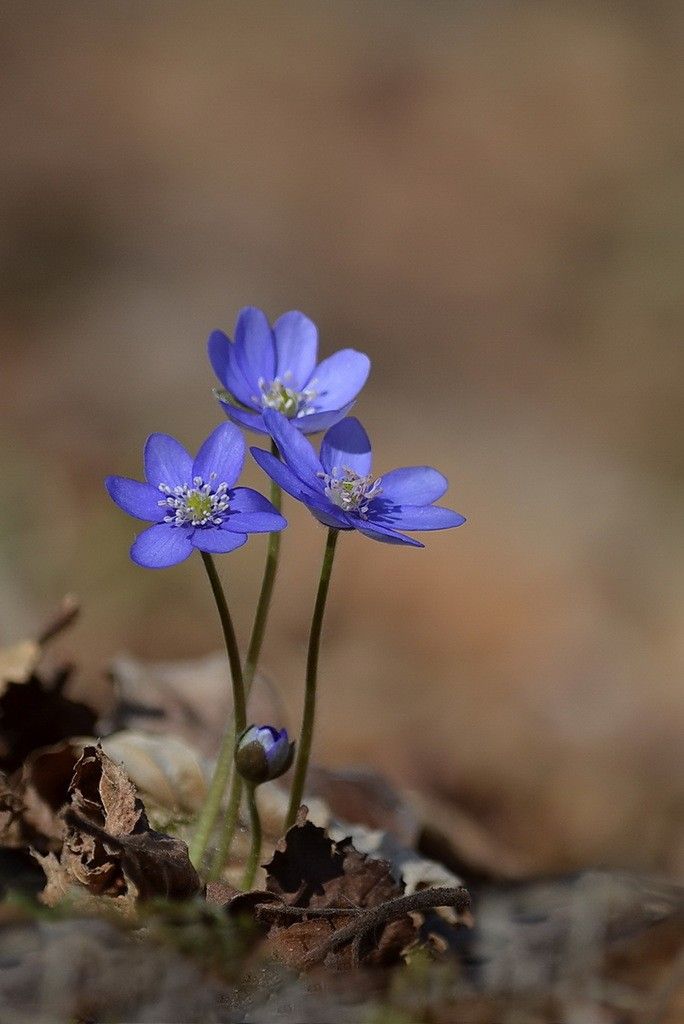 two small blue flowers growing out of the ground