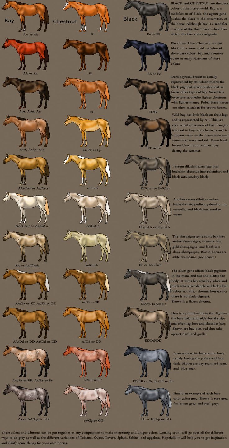 an image of horses in different colors and sizes