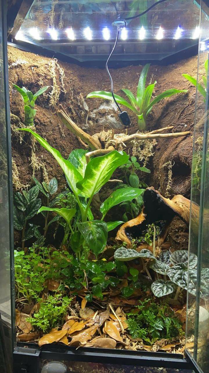 an aquarium filled with plants and rocks