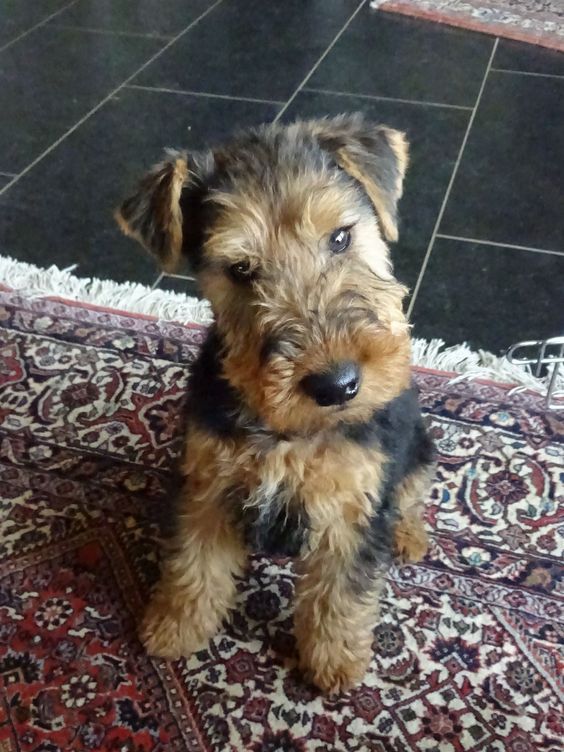 a small brown and black dog sitting on top of a rug next to a floor