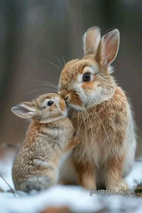 two baby rabbits cuddle together in the snow, with their noses to each other