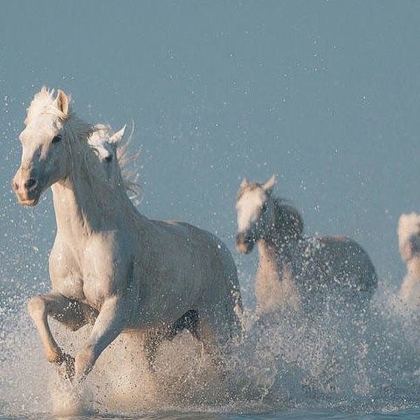 two white horses running through the water