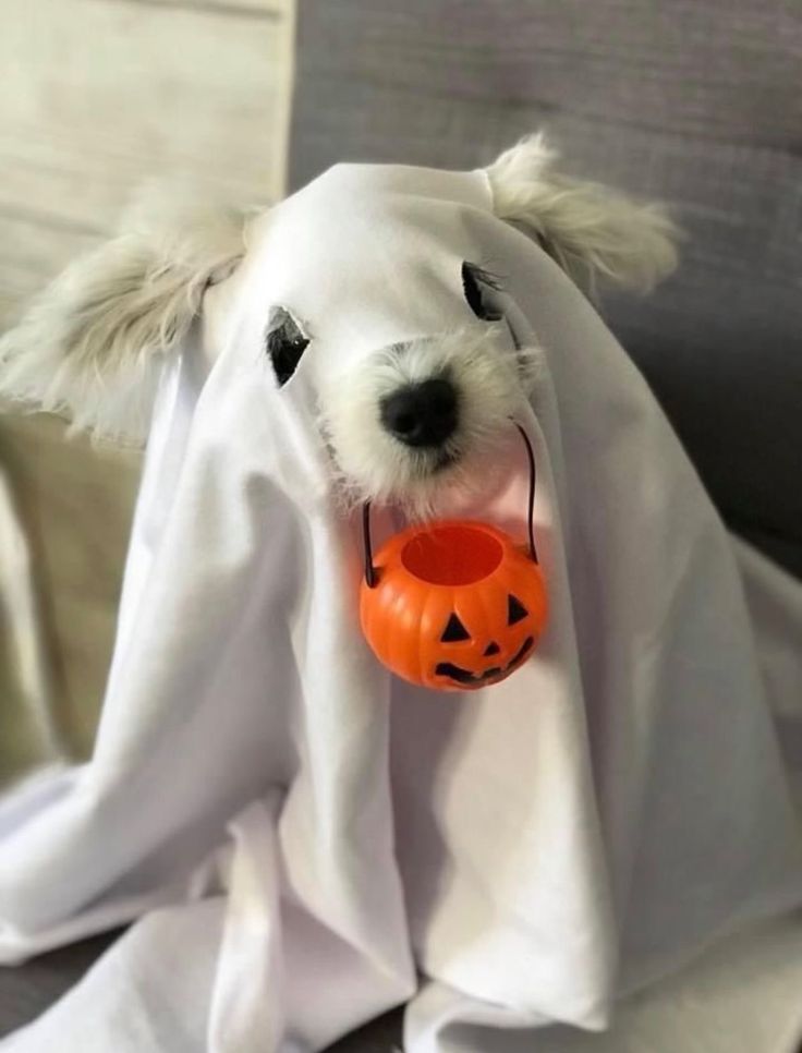 a white dog wearing a ghost costume with a pumpkin in it's mouth