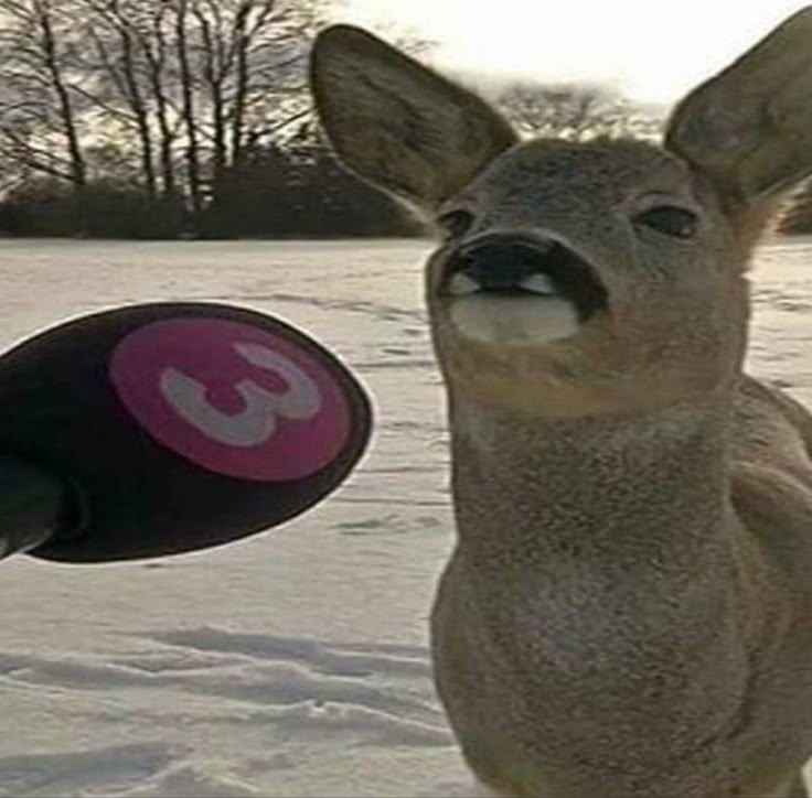 a deer standing in the snow next to a microphone