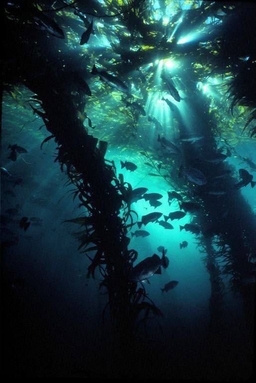 an underwater scene with fish swimming in the water and sunlight shining through the trees to the bottom