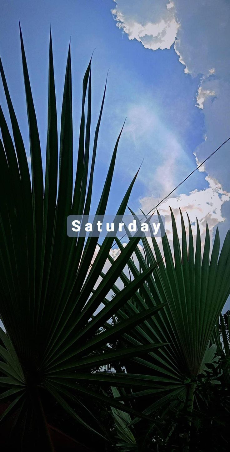 there is a palm tree with the words saturday on it in front of some clouds