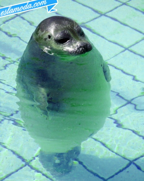 a seal is sitting on the ground with its head up and it's eyes closed