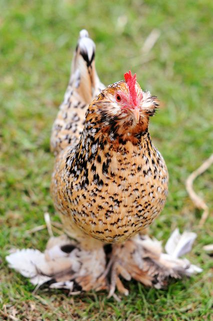 a brown and black chicken standing on top of grass