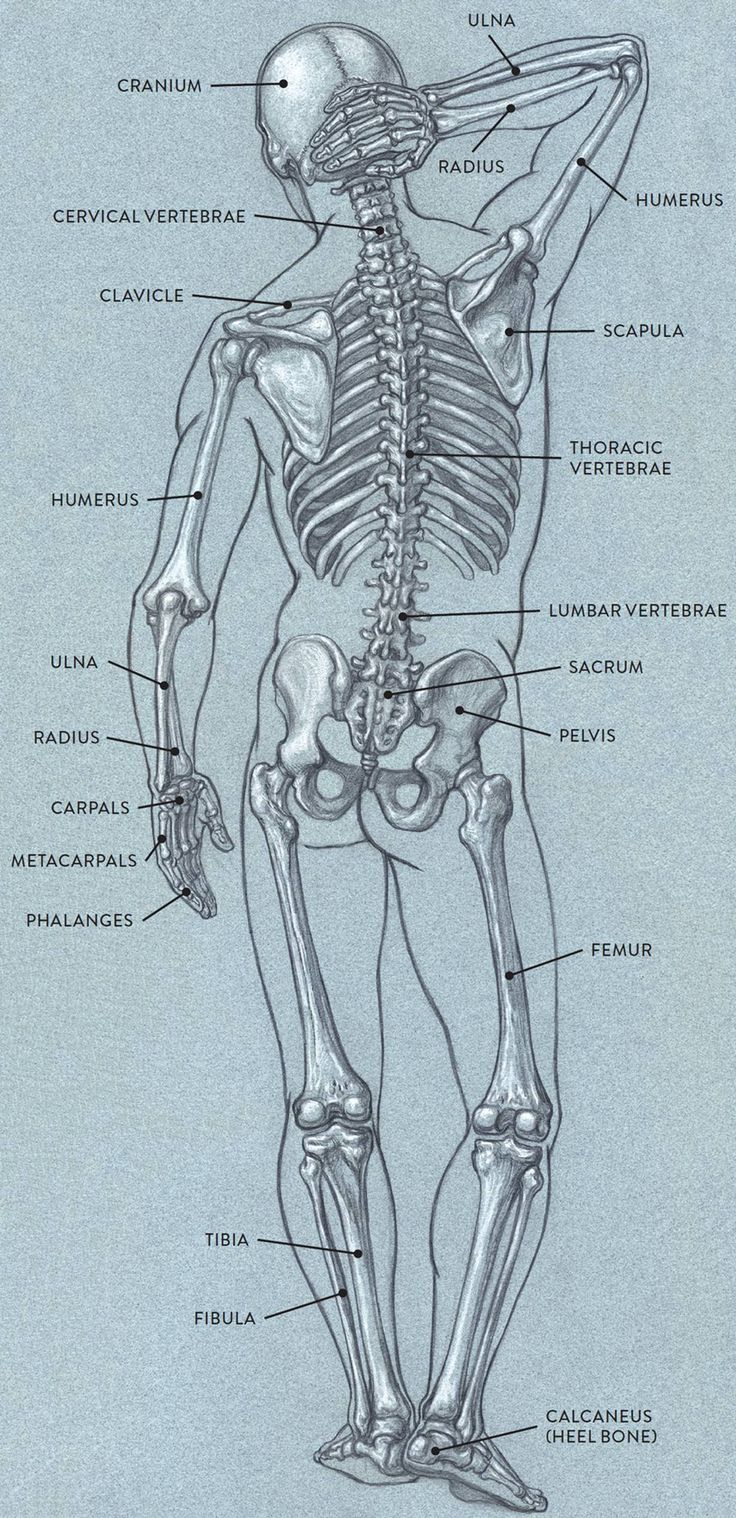 a diagram of the human body and its major skeletal systems, including the upper limb