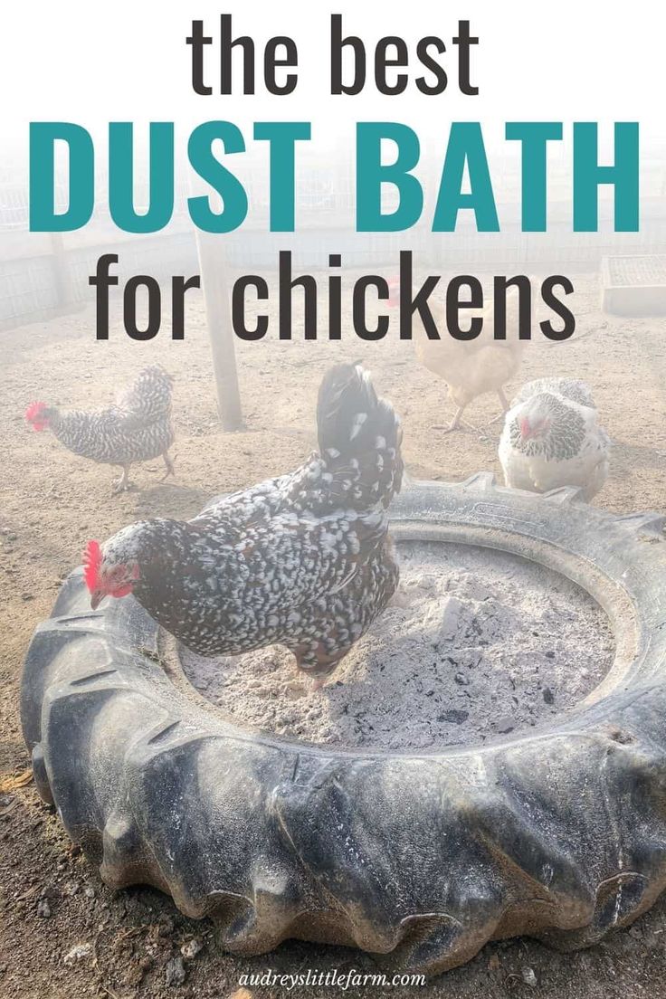 the best dust bath for chickens