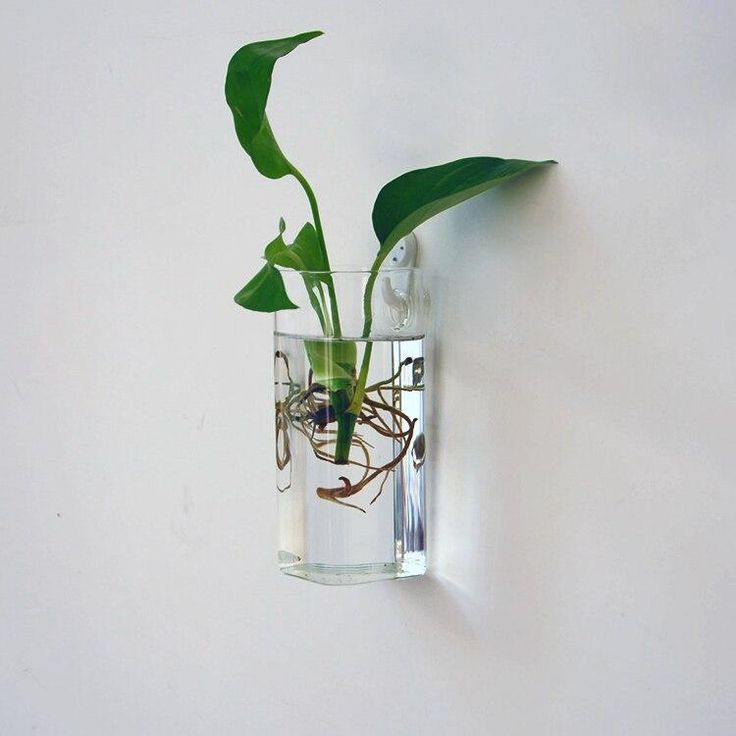 a plant in a glass vase hanging on the wall