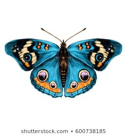 a blue butterfly with orange and yellow markings on its wings stock photo, images and royalty