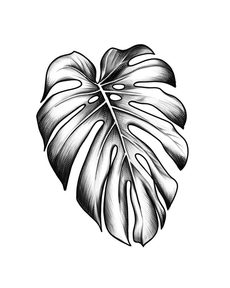 a black and white drawing of a leaf